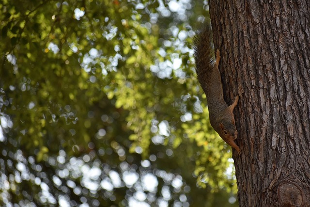 员在比赛中 员在比赛中